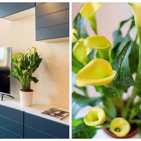 Carlotta Flexyrent *