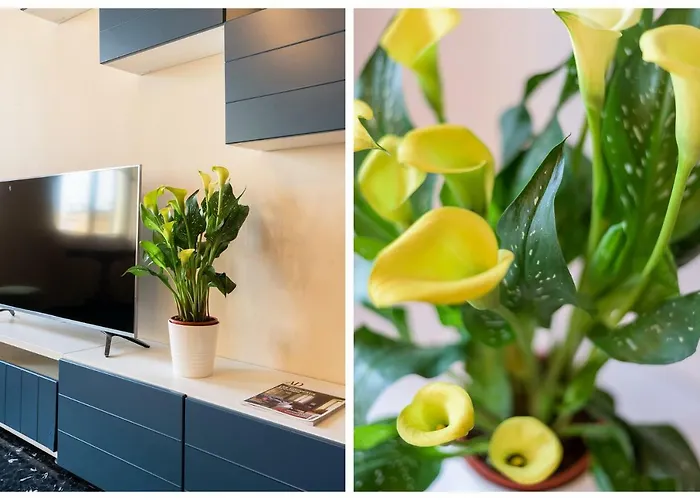 Carlotta Flexyrent *